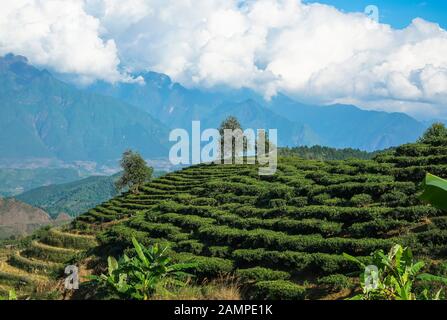 La plantation de thé dans la région de Lai Chau, Vietnam Banque D'Images
