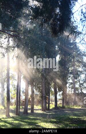 Soleil du matin d'automne les rayons de lumière perçant à travers les arbres et le brouillard au jeune petit arbre Banque D'Images