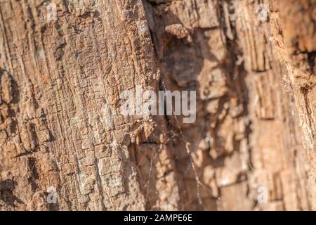 Gros plan de bois pourri (parfois appelé punkwood) d'un tronc d'arbre tombé. Side-éclairé par le soleil de printemps. Banque D'Images