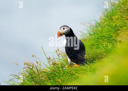 Célèbre oiseau faroois - puffin sur le bord de la côte herbacée de l'île de Féroé Mykines dans l'océan Atlantique. Îles Féroé, Danemark. Photographie animale Banque D'Images