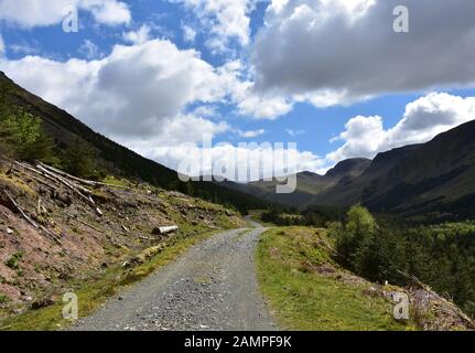 Arbres défrichées le long d'une route de la diret dans le district des lacs. Banque D'Images