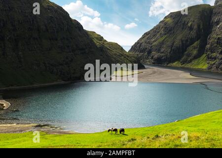 Superbe vue d'été sur la Laguna de Pollurin dans le village de Saksun. Paysage de beauté avec deux chevaux sur une prairie verte luxuriante et de hautes montagnes. Île De Streymoy, Îles Féroé, Danemark. Banque D'Images