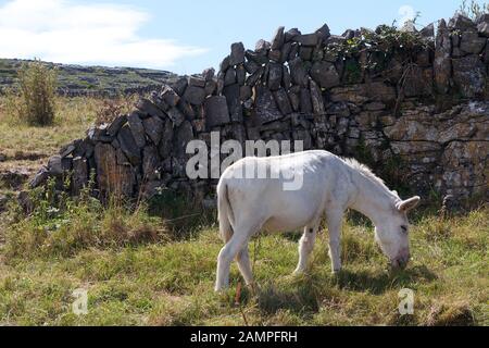 Un pâturage de poulains à Connemara, comté de Galway, à l'ouest de l'Irlande. Banque D'Images