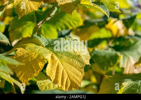 Feuillage d'automne. Macro-photo de feuilles d'érable jaune et vert. Banque D'Images