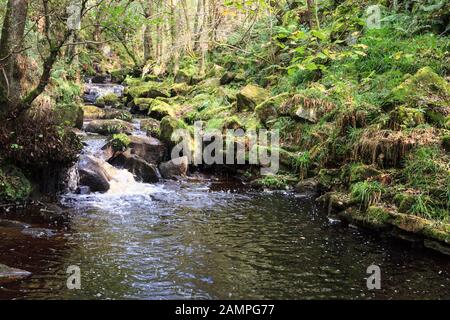 Burbage Brook, Padley Gorge, Derbyshire, Peak District National Park, Angleterre, Royaume-Uni Banque D'Images