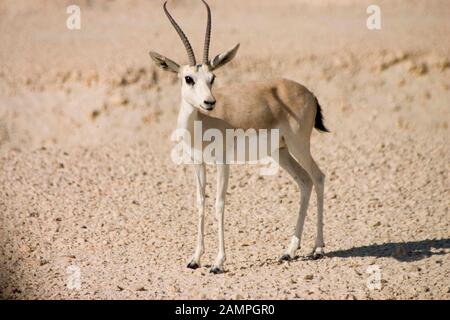 La gazelle d'Arabie Gazella arabica Banque D'Images