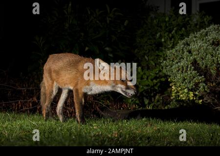 Près du renard rouge britannique urbain (Vulpes vulpes) isolé sur la couverture dans un jardin britannique la nuit, éclairé par les projecteurs de sécurité. Faune britannique. Banque D'Images