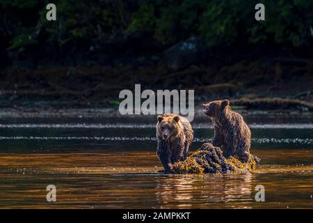 Deux oursons grizzlis se querouent sur un rocher du détroit de Hoeya, Knight Inlet, territoire des Premières nations, Colombie-Britannique, Canada. Banque D'Images