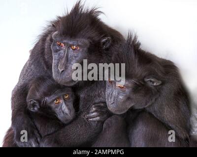 Celebes crème macaque Macaca nigra également connu sous le nom de groupe de la famille des macaques noires cousues. Captif Banque D'Images