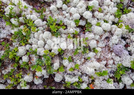 La mousse blanche de renne (Cladonia stellaris) est une importante source de nourriture dans les régions arctiques pour le renne et le caribou pendant les mois d'hiver Banque D'Images