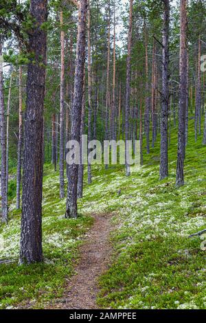 Paysage forestier mousse blanche de renne (Cladonia stellaris), importante source alimentaire dans les régions arctiques pour le renne et le caribou pendant les mois d'hiver Banque D'Images