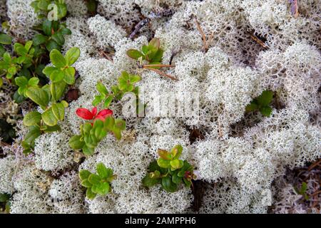 Contexte la mousse blanche de renne (Cladonia stellaris) est une importante source de nourriture dans les régions arctiques pour le renne et le caribou durant les mois d'hiver Banque D'Images