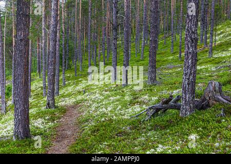 Paysage forestier mousse blanche de renne (Cladonia stellaris), importante source alimentaire dans les régions arctiques pour le renne et le caribou pendant les mois d'hiver Banque D'Images