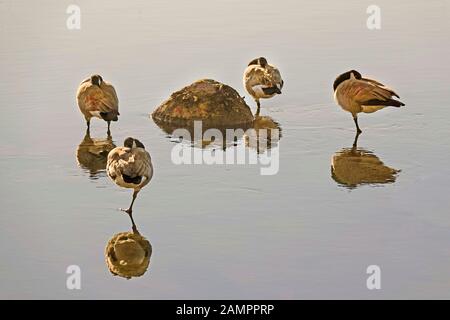 Un groupe de Bernaches du Canada, Branta canadensis, endormi sur une jambe au soleil, sur la rivière Deschutes, dans le centre de l'Oregon. Banque D'Images