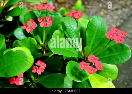 Couronne de épines Nom latin Euphorbia millii fleurs Banque D'Images