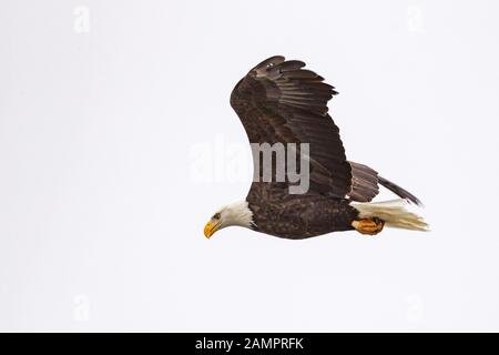 Un aigle chauve chache au-dessus de l'Iowa River dans le centre-ville d'Iowa City le lundi 13 janvier 2019. Banque D'Images