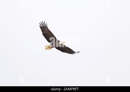 Un aigle chauve chache au-dessus de l'Iowa River dans le centre-ville d'Iowa City le lundi 13 janvier 2019. Banque D'Images