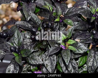 Topfchili Zierpaprika, Capsicum, Medusa, ist eine Gewuerz Zierpflanze- und mit roten und die gelben Schoten sehr scharf sind. Pot de piment, pa d'ornement Banque D'Images