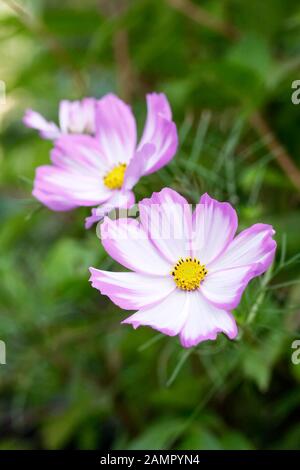 Cosmos bipinnatus 'Candy stripe' fleur. Banque D'Images