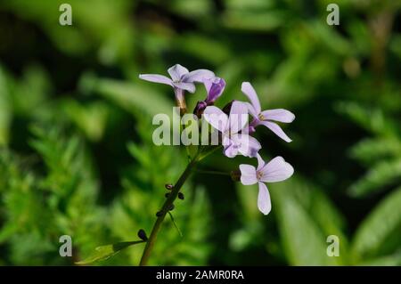 Coralroot Bittercress 'Cardamine bulbifer' Rose / lilas Fleurs, Rare, violet-brun bulbilles, Woodland, Sols Calcaires. Somerset.Royaume-Uni Banque D'Images