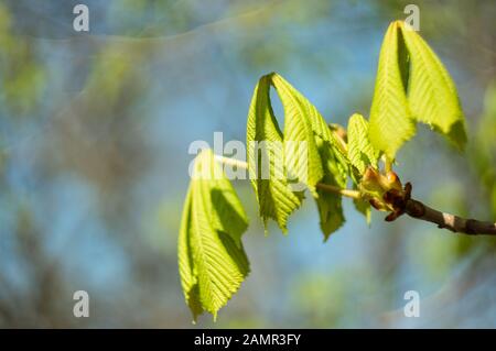 Spring.Les premières feuilles et bourgeons sur une branche d'arbre de gros plan, sur un arrière-plan flou. Mise au point douce. Espace de copie. Arrière-plan naturel. Banque D'Images