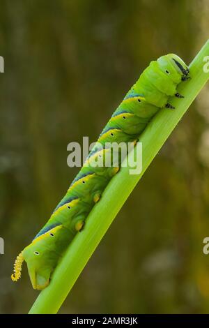 Caterpillar du sphinx du crâne, Acherontia atropos, grimpant la tige de sa plante nutritive. Banque D'Images