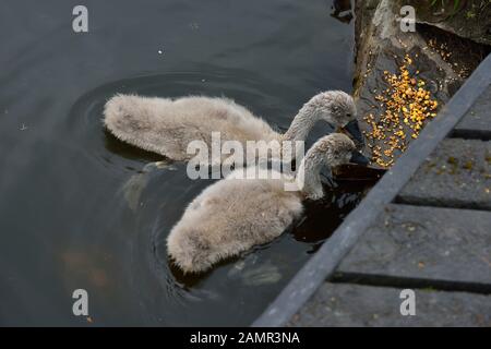 Cygnes en Riston, Angleterre. United Kingdom Banque D'Images