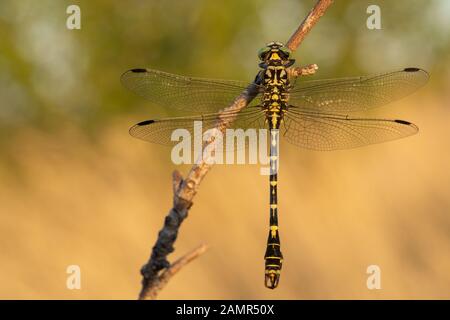 La petite pincertail ou crochet aux yeux verts-tailed dragonfly Onychogomphus forcipatus en République Tchèque Banque D'Images
