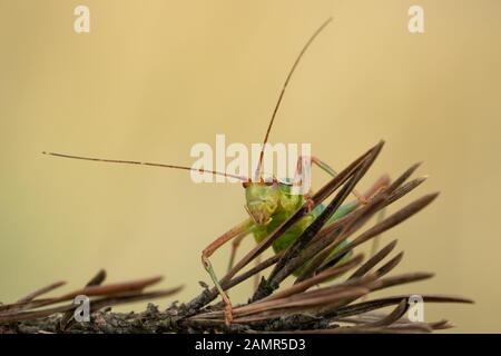 Bush à queue Barbitistes constrictus cricket en République Tchèque Banque D'Images