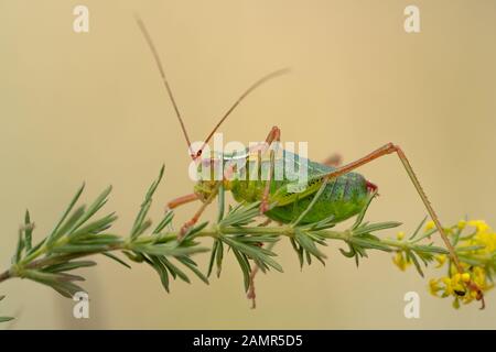Bush à queue Barbitistes constrictus cricket en République Tchèque Banque D'Images