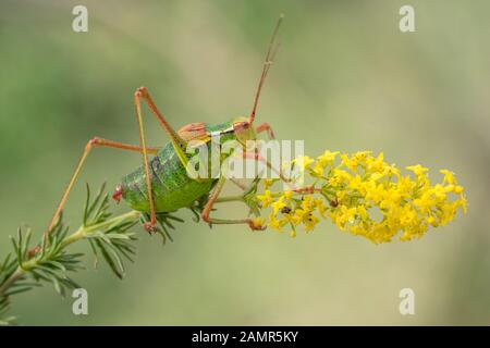 Bush à queue Barbitistes constrictus cricket en République Tchèque Banque D'Images