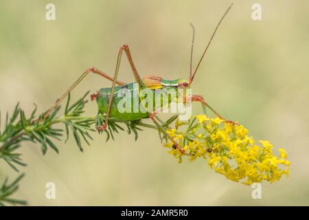 Bush à queue Barbitistes constrictus cricket en République Tchèque Banque D'Images