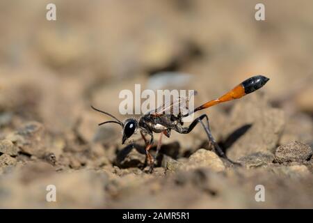 L'Ammophila sabulosa wasp en République Tchèque Banque D'Images