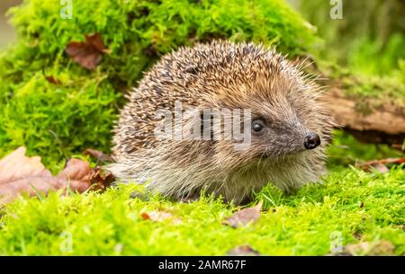 Hérisson, (nom scientifique : Erinaceus europaeus) en bois naturel, de l'habitat avec mousse verte et les feuilles d'automne. Arrière-plan flou. Paysage Banque D'Images