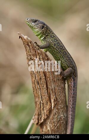 Le sable lézard Lacerta agilis en République Tchèque Banque D'Images