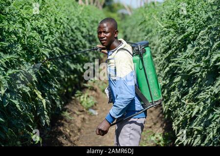 ZAMBIE, Mazabuka, production de tomates, pulvérisation de pesticides et de fongicides, contamination Banque D'Images