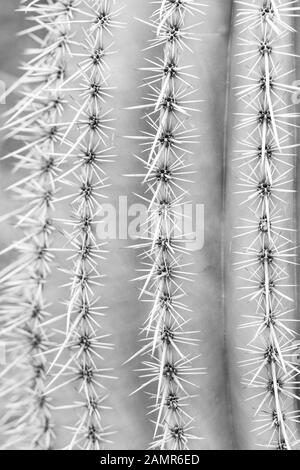 Detail shot de saguaro cactus montrant des aiguilles et d'arêtes de la branche principale. Macro photographie, close-up de botanique du désert. La photographie de la nature. Banque D'Images