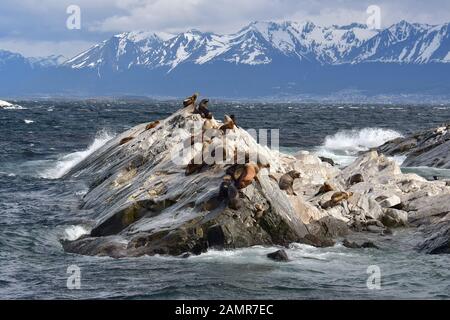 Lion de mer d'Amérique du sud, Otaria flavescens ou Otaria byronia, Mähnenrobbe, Ushuaia, Tierra del Fuego (Terre de Feu), l'Argentine, l'Amérique du Sud Banque D'Images