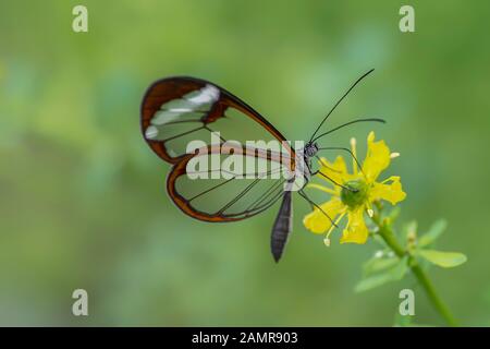 Belle Glasswing Butterfly (Greta oto) dans un jardin d'été sur une fleur jaune. Dans la forêt tropicale de l'Amazone en Amérique du Sud. Presious butterf Tropical Banque D'Images