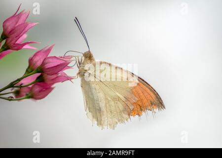 Pointe orange endommagée (Anthocharis cardamines) papillon sur une fleur violette dans un jardin d'été. Fond clair. Banque D'Images