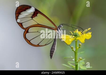 Belle Glasswing Butterfly (Greta oto) dans un jardin d'été sur une fleur jaune. Dans la forêt tropicale de l'Amazone en Amérique du Sud. Presious butterf Tropical Banque D'Images