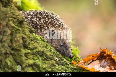 Hérisson, (nom scientifique : Erinaceus europaeus) en bois naturel, l'habitat vert avec l'écorce des arbres, de la mousse et les feuilles d'automne. Face à la droite. Paysage Banque D'Images