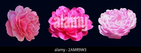 Pivoine vectorielle et roses réalistes. Fleur rose isolée sur fond noir. Illustration vectorielle botanique. Belles plantes. Design romantique. Cosmétiques Illustration de Vecteur