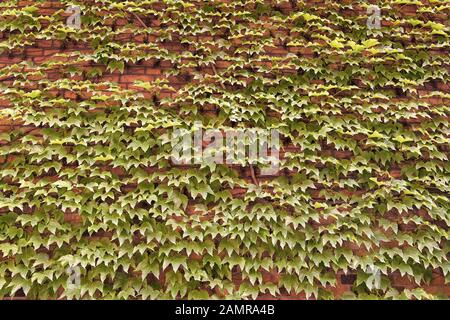 La couverture végétale peuvent isoler et climatiser le bâtiment. Lierre sur le mur. La surface de feuilles vertes. Mur de lierre vert. Ivy en croissance ou d'autres grimpeurs jusqu'édifice peut avoir de nombreux avantages. Banque D'Images