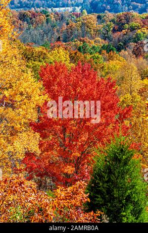 Photo verticale de quelques belles couleurs d'automne du Tennessee. Banque D'Images