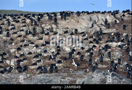 Shag, Imperial blue-eyed cormorant, Phalacrocorax atriceps, Blauaugenscharbe, Ushuaia, Tierra del Fuego (Terre de Feu), l'Argentine, l'Amérique du Sud Banque D'Images