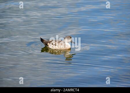 Canard à crête à crête ou d'Amérique du Sud, le canard Lophonetta specularioides, Schopfente, Ushuaia, Tierra del Fuego (Terre de Feu), l'Argentine, l'Amérique du Sud Banque D'Images