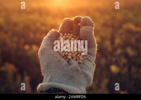 Agriculteur de soja poignée de récolte des semences dans champ cultivé au coucher du soleil Banque D'Images