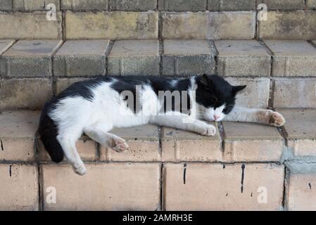 Chat errant dormant sur les escaliers en pierre Banque D'Images