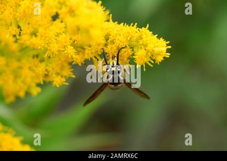 Wasp se nourrissant de pollen Banque D'Images